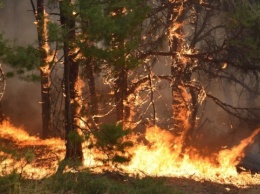 На Прикарпатье тушат три лесных пожара