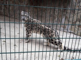 Его зовут Тикси: в Николаевский зоопарк из Франции приехал снежный барс (ФОТО)