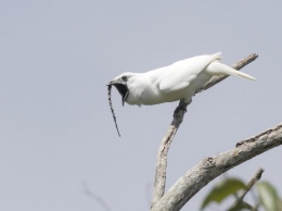 На севере Амазонки нашли самую громкую птицу на Земле