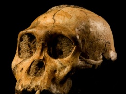 Ученые показали, как выглядели люди миллионы лет назад