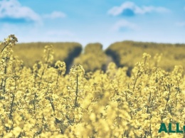 Засуха в Украине снизила урожайность зерновых и рапса