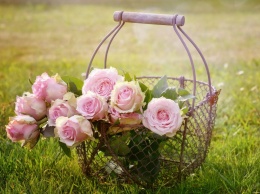 Цветоводы Днепра получили саженцы роз в рамках конкурса «Городские цветы» (фото)