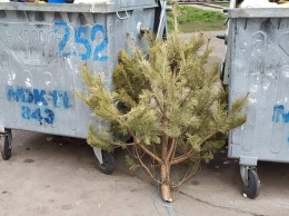Житель Никополя выбросил елку за два месяца до Нового года