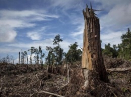 Обогнали Африку и Южную Америку: Украину назвали "рекордсменом" по уничтожению и вывозу лесов (фото)