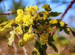 В Ростовской области собрался второй раз за год плодоносить виноград
