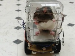 Видео: ученые научили крыс водить автомобиль