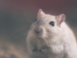 Жирная кислота избавила мышей от микроцефалии
