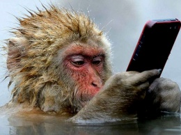 Люди или обезьяны: ученые выяснили, кто умнее