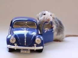 Это невероятно: ученые смогли научить крыс водить детские машинки. Видео