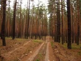 На Харьковщине три человека ушли в лес и пропали