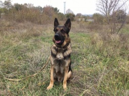 На Луганщине полицейский пес обнаружил боеприпасы