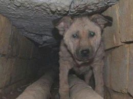 Нужна помощь: на Слобожанском под землю замуровали собак (видео)