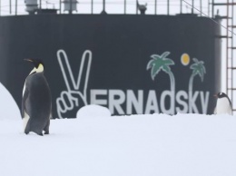 К украинским полярникам пришел "в гости" императорский пингвин