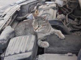 Водителей Днепра просят не убивать котиков