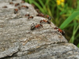 Как бороться с муравьями: проверенные советы и рекомендации