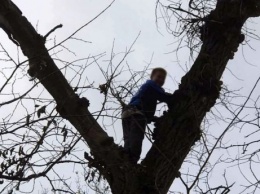 Мальчик собирал грибы на дереве: пришлось выручать спасателям (видео)