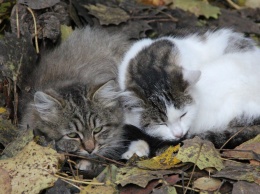 В Никополе живут красивые котики со сложной судьбой