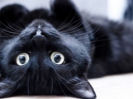 Исчадия ада или те, кто приносит удачу: черные коты в доме