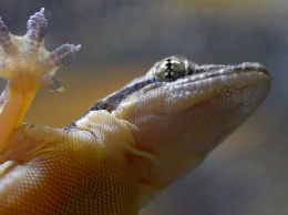 Ученые научили гекконов бегать по воде