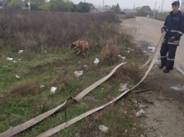 Бойцы МЧС спасли четверолапого в Запорожье (ФОТО)