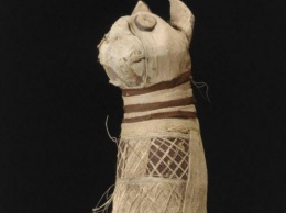 Внутри мумии кошки нашли три хвоста и пять задних лап