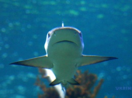 В Австралии акула тяжело ранила двух туристов