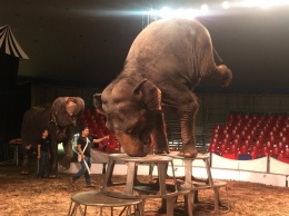 «Они мучают животных»: днепрян зовут на протест против скандального цирка