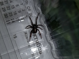 В Никополе в упаковке с хурмой нашли черного паука