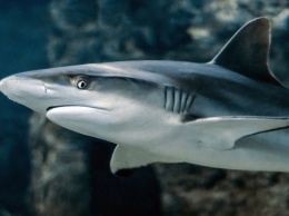 На популярном курорте кровожадная акула чуть не съела двух туристов