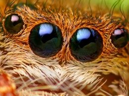 Ученые создали 3D-камеру на основе зрительного аппарата пауков