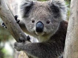 Сотни коал могли погибнуть в лесных пожарах в Австралии - AP