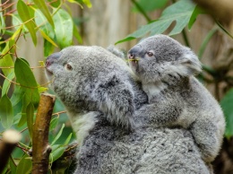 В Австралии во время масштабного пожара погибли сотни коал