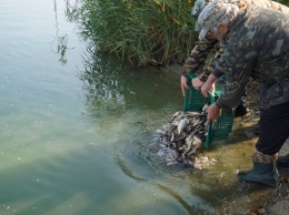 В реку Сухой Омельник выпустили 600 кг амура и зеркального карпа (фото)