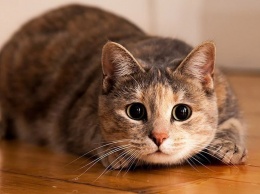 Хищная и свирепая: сети покорило видео самой маленькой кошки в мире