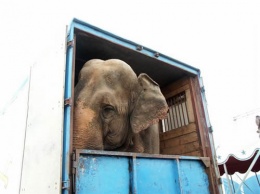 "Цирк без животных!": в Днепре пройдет акция против шоу братьев Гертнеров