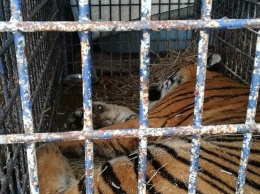 В Польше спасли от гибели девять тигров