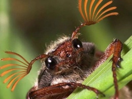 Ученые бьют тревогу: исчезновение насекомых приведет к коллапсу