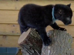 Кошка выкормила детеныша пантеры на Полтавщине (видео)