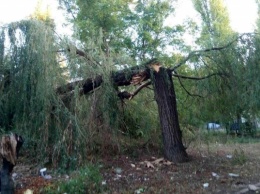 На Черемушках упало большое дерево