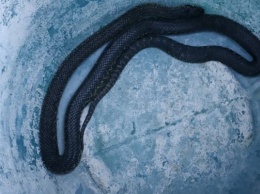 На Днепропетровщине в доме обнаружили змею