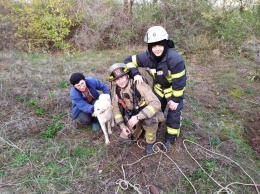 В Кривом Роге спасатели достали собаку, которая провалилась в канализационный коллектор