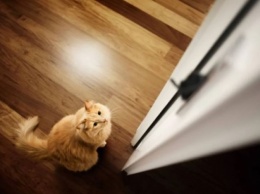 Почему кошки долго думают, заходить им в комнату или нет
