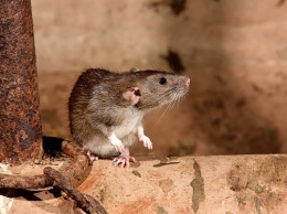 В Запорожье жителей многоэтажки беспокоят огромные крысы