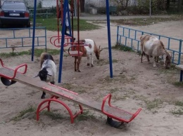 В Приднепровске козы гадят на детскую площадку, - СОЦСЕТИ