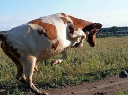 Корова напала на ребенка в селе на Херсонщине