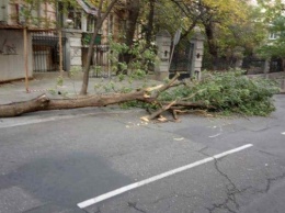 В Одессе из-за непогоды произошел деревопад