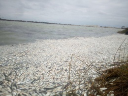 На Херсонщине обнаружили место с массово погибшей рыбой