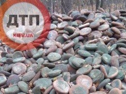 В киевских лесах нашли огромную свалку испорченного хлеба