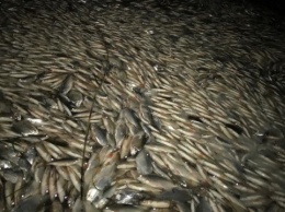 На Херсонщине погибло свыше 2 миллионов особей рыбы