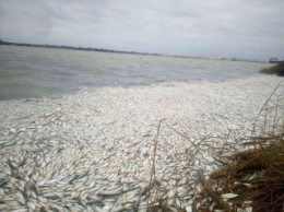 Экологическое бедствие: на Херсонщине погибло около 2 миллион рыб
